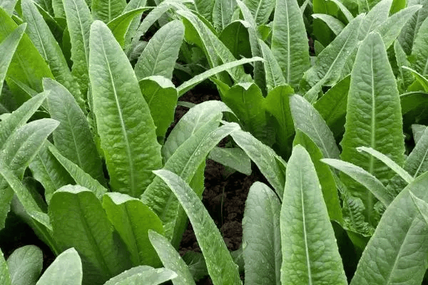 龍崗蔬菜配送公司油分享油麥菜的美味做法